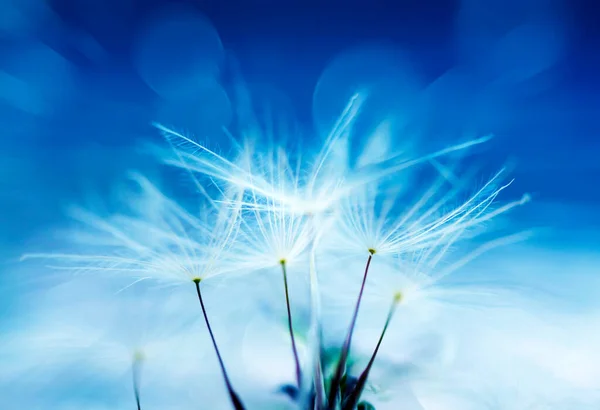 Dandelion Abstract Background Shallow Depth Field — Stock Photo, Image
