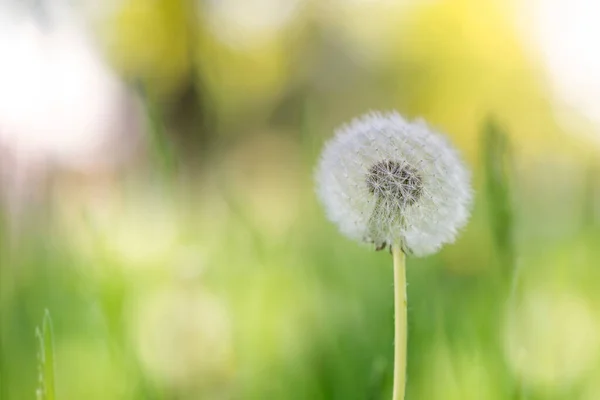 Natuurlijke Achtergrond Paardenbloem Het Veld Close — Stockfoto