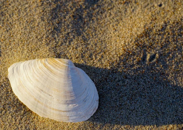 Shell in the sand on the seashore — Stock Photo, Image