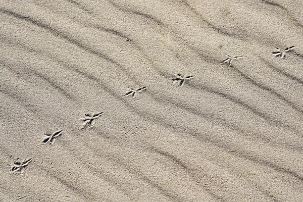 Υπόβαθρο των άμμου, άνεμος σχηματίζεται ανακούφιση, Πατημασιές πουλιού — Φωτογραφία Αρχείου