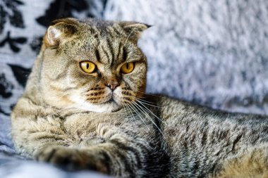 güzel kahverengi soyulmuş scottish fold kedi uzakta seyir doğal bir arka plan üzerinde