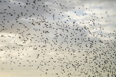 büyük sonbahar geçişten önce siluetleri karatavuk thrustle büyük uçan flack
