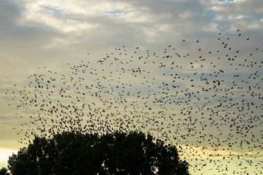 büyük sonbahar geçişten önce siluetleri karatavuk thrustle büyük uçan flack