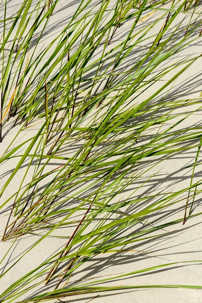 seaside sand with green grass in the dunes on a sunny day, beautiful background