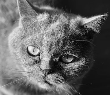 Britanya ile ilgili stenografi kedi closeup doğal zemin, komik kedi yüz