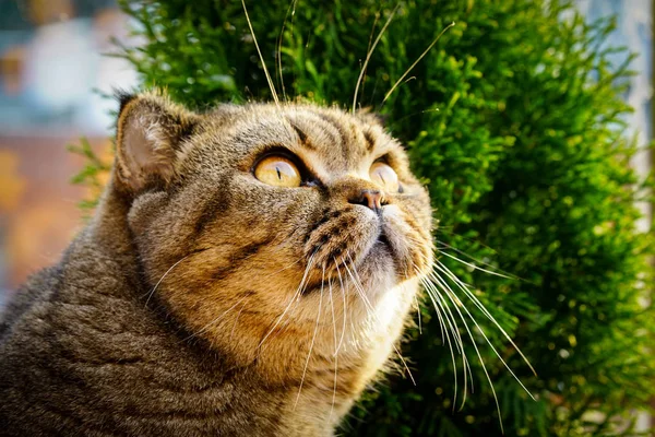 Красива Коричнева Смугаста Шотландська Складчаста Кішка Природному Тлі Дивлячись Далеко — стокове фото
