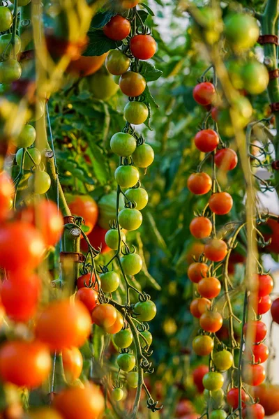 Imagem Tomates Orgânicos Frescos Árvore Uma Estufa Uma Fazenda Letônia — Fotografia de Stock