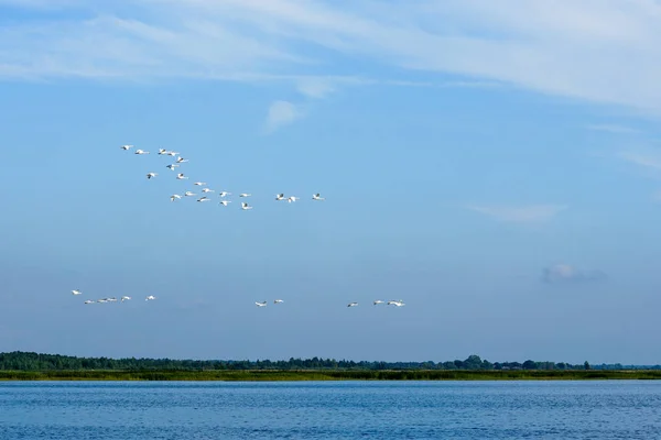 Bandada de cisnes volando sobre un lago — Foto de Stock