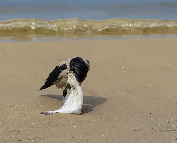 Cuervo Gris Orilla Del Mar Báltico Come Pescado Muerto — Foto de Stock