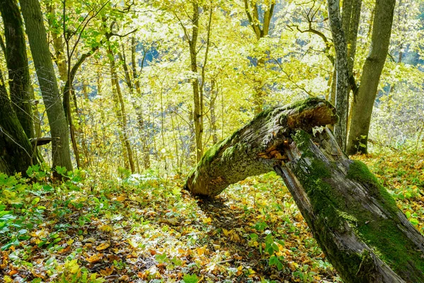 Árbol roto por el viento en el bosque — Foto de Stock