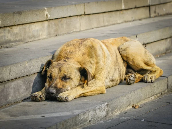 Dakloze Bruine Hond Legt Grijze Stenen Trap Stad — Stockfoto