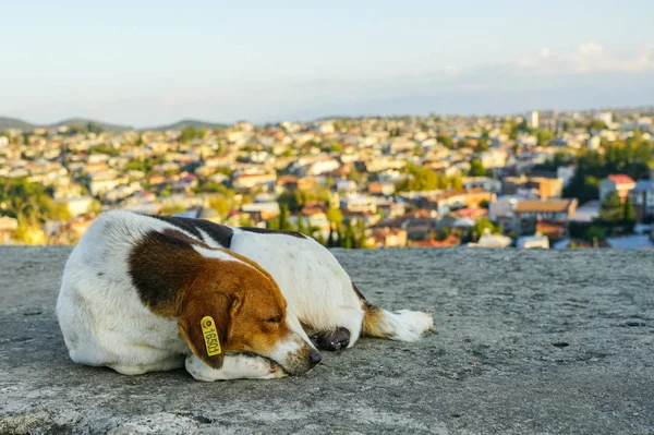 White Brown Homeless Dog Number Ear City Panoramic Background — Stock Photo, Image
