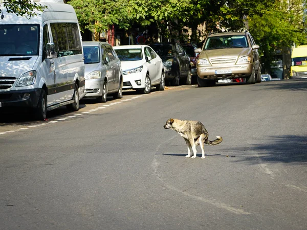 Homeless dog takes natural needs in the city, in the middle of the street — Stock Photo, Image