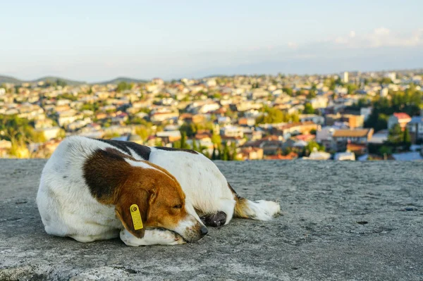 Homeless Colorful Dog Badge Ear Citys Panoramic Background Kutaisi Georgia — Stock Photo, Image