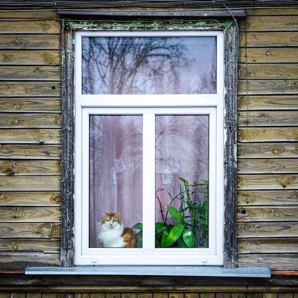Une vieille fenêtre de maison en bois, un chat assis sur le rebord de la fenêtre, des cactus et des plantes succulentes poussent dans des pots — Photo