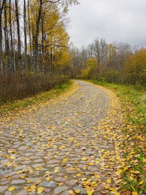 Eski bir sonbaharda sarı yaprakları ile kaplı eğri yol açtı