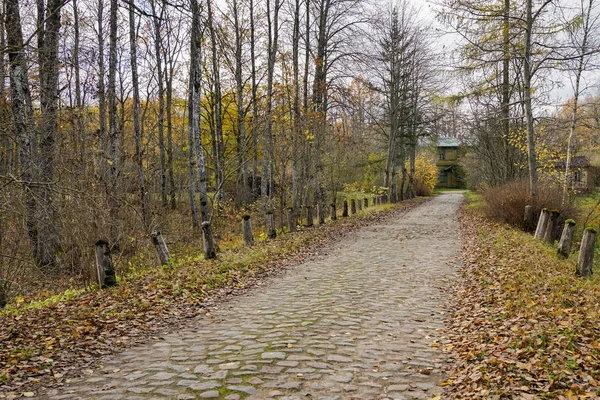 Stara droga betonowa, pokryte żółte liście jesienią — Zdjęcie stockowe