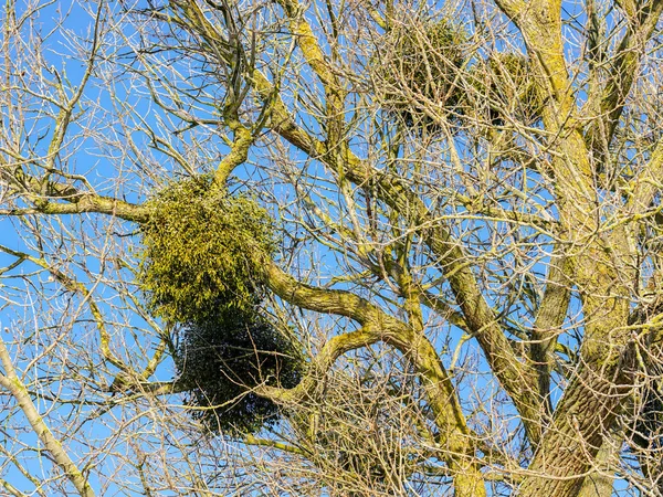Europen mistletoe in winter, attached to their host maple tree — Stock Photo, Image