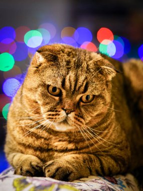 güzel kahverengi soyulmuş scottish fold renkli bir arka plan bulanık karşı kedisi