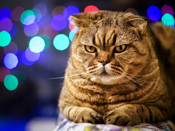 박탈된 스코틀랜드 고양이 다채로운 — 스톡 사진