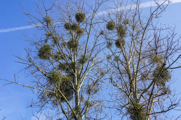 Misteln im Winter, an ihrem Wirt Ahorn befestigt — Stockfoto