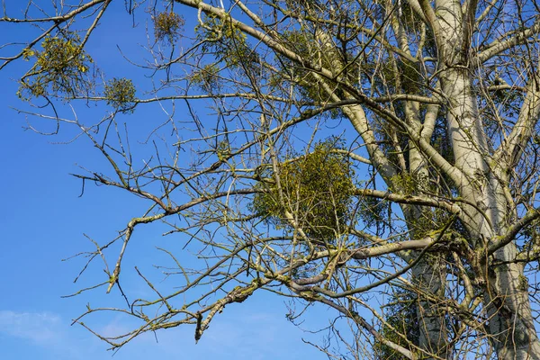 Γκι Europen το χειμώνα, που συνδέονται με τους δέντρο σφενδάμνου υποδοχής — Φωτογραφία Αρχείου