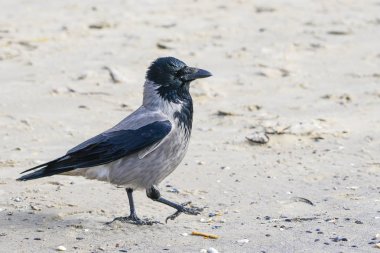 Sahil boyunca yürüyen gri bir karga