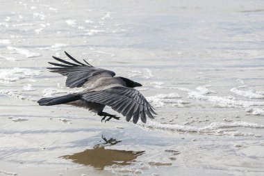 Gray crow with wide wings flies low along the sea shore clipart
