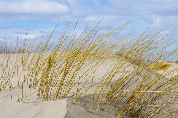 Ostseestrand mit gelbem Gras im Winter, Wind bildete Relief — Stockfoto