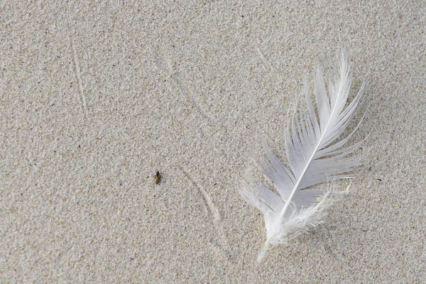 White bird feather in the sand at the seashore, a small insect crawls through the sand Stock Image