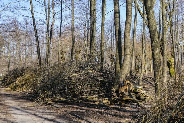 Recorte de ramas de árboles y raleo de árboles en zonas verdes suburbanas — Foto de Stock