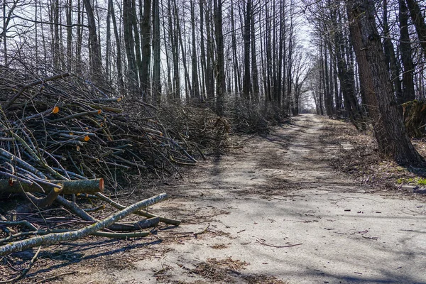 Corte de galhos de árvores e desbaste de árvores em vegetação suburbana — Fotografia de Stock
