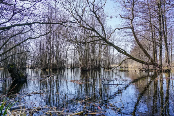 View of swampy area with trees in the water — Stock Photo, Image