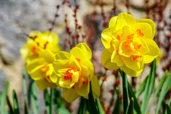 Flores amarillas de primavera de narcisos narcisos en el jardín con rayos de sol de contraluz brillante —  Fotos de Stock