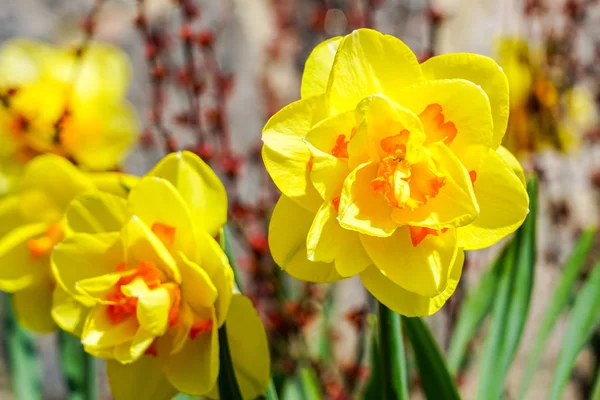 Flores amarillas de primavera de narcisos narcisos en el jardín con rayos de sol de contraluz brillante —  Fotos de Stock