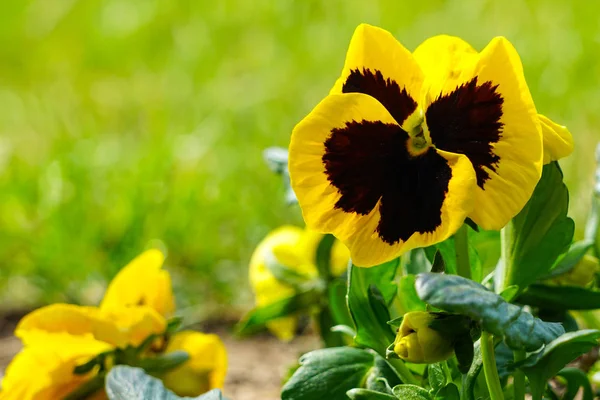 Imagen de primer plano de una flor de pansy amarillo Viola wittrockiana — Foto de Stock