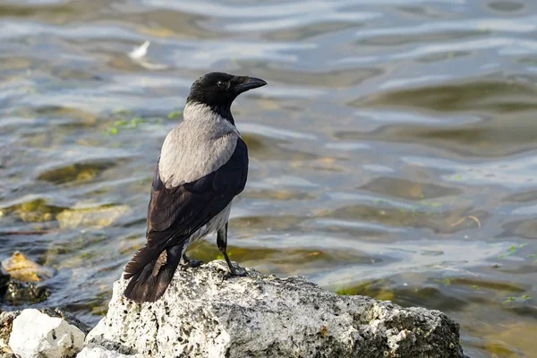 El cuervo gris se sienta en la orilla del lago —  Fotos de Stock