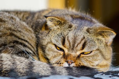 Kahverengi bir bulanık arka plana karşı İskoç kat kedi çıkardı