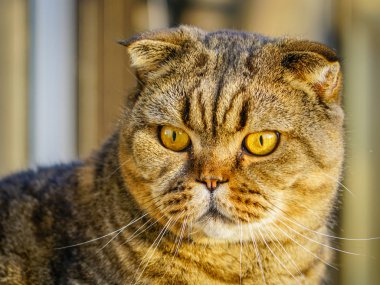 Kahverengi bir bulanık arka plana karşı İskoç kat kedi çıkardı