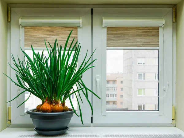 tencerede büyüyen yeşil soğan pencere üzerinde