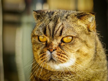 Kahverengi bir bulanık arka plana karşı İskoç kat kedi çıkardı