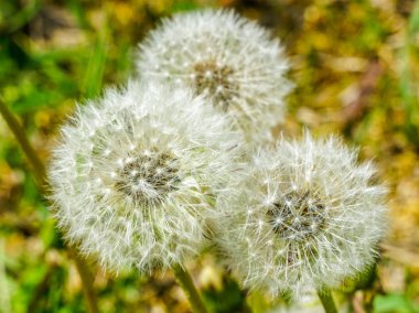 Karahindiba, Taraxacum eritrositspermum, doğal arka plan ile closeup