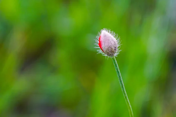 Brote de flor de amapola roja sobre un fondo borroso verde —  Fotos de Stock