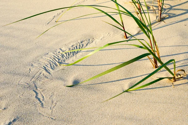 Мистецтво вітру, білий пісок і зелена трава на пляжі — стокове фото