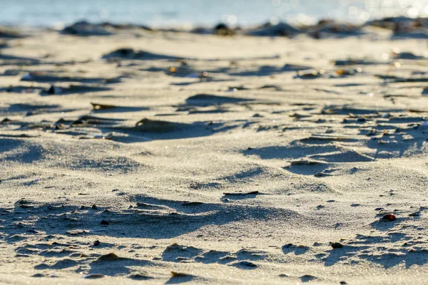 Мистецтво вітру, білі мушлі в піску на пляжі — стокове фото