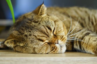 Kahverengi bulanık bir arka plan aleyhine uyuyan İskoç kat kedi soyulmuş