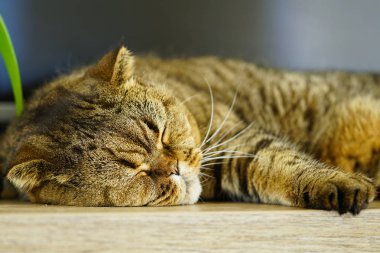 Kahverengi bulanık bir arka plan aleyhine uyuyan İskoç kat kedi soyulmuş