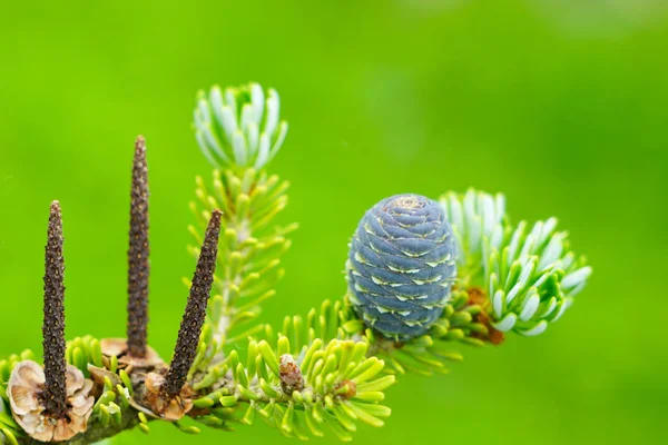 Vista de close-up dos cones de abeto coreano nos ramos verdes — Fotografia de Stock