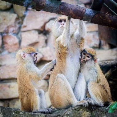 Riga Hayvanat Bahçesi'nde bebek maymun ile dost maymun aile