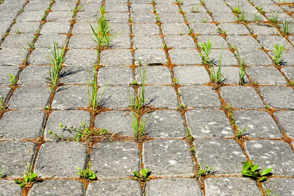 İşlenmemiş arnavut kaldırımlı alanda tuğla kaldırım taşları arasında büyüyen weeds